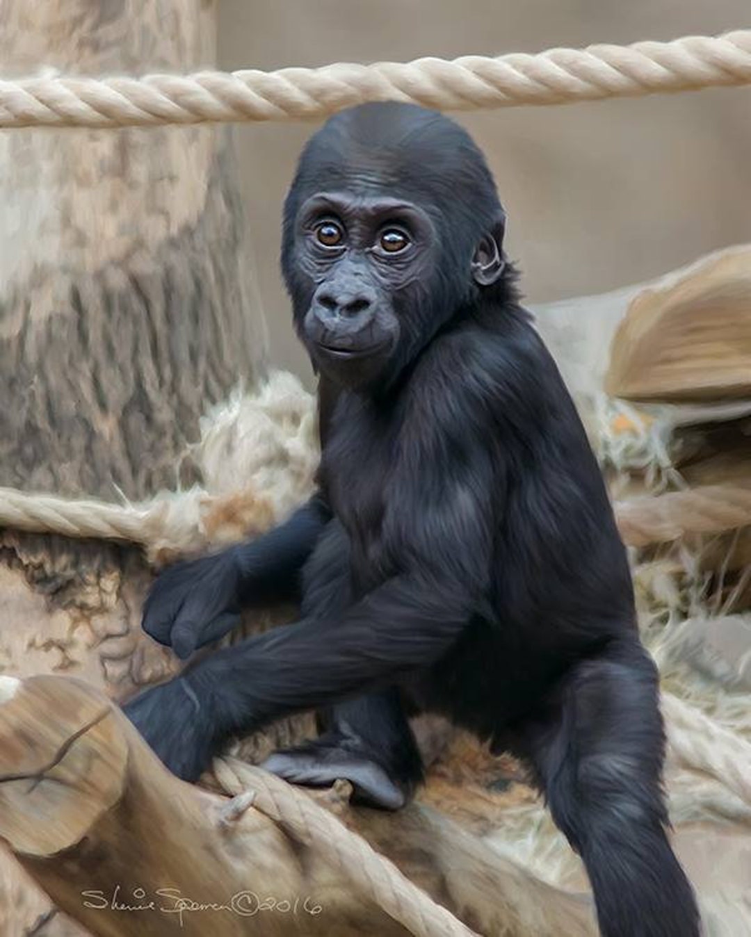 Baby Gorilla 5 X 7 PRINT by Artist Sherrie Spencer - Etsy