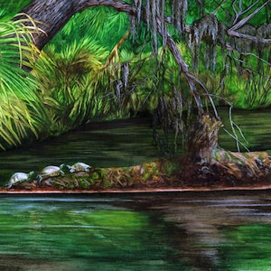 May include: A watercolor painting of a swamp scene with a tree with Spanish moss hanging over a river.  There are four turtles on a log in the river.