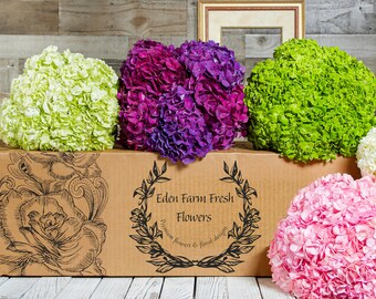 Fresh Hydrangea Mix Box - Blue, White, Green Stems - DIY Floral Arrangements