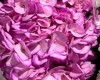 Light Pink Hydrangea Stems – Fresh Cut Flowers, Wedding Home Decor