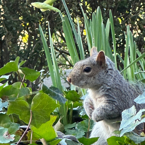 Squirrel Posing along Sprouting Daffodils photograph, Wildlife Print, Spring Photography, New York City Wildlife, Wall Art