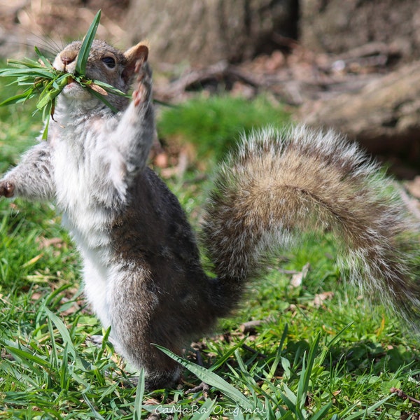 Eastern Grey Squirrel dancing in the park print, Wildlife photograph,  New York City, wall decor,