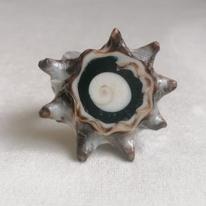 以下が含まれることがあります： 星のような形をした、とげのある貝殻。貝殻は、中央に白い渦巻き、濃い緑色のリング、茶色と白の外側の縁があります。貝殻の外側は、茶色、白、グレーが混ざっています。