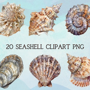 Schöne Muschel Digitale Clipart l Druckbare Muschel Design Aufkleber transparenten Hintergrund l Herunterladbare Muschel Junk Journaling Scrapbooking