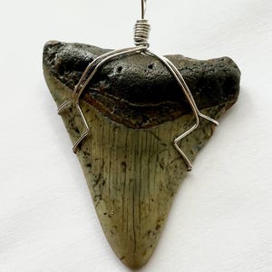 Real Megalodon Shark Tooth Pendant – Platinum Wrapped Fossil | COA | Handmade Jewelry