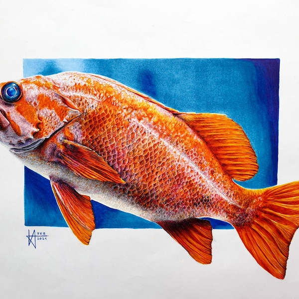 Realistic Drawing - Fish - Copic on Paper - Quality Artprint