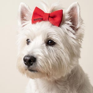 May include: A West Highland White Terrier with a bright red fabric bow attached to the fur on its head. The bow features the word MASCOTAS embroidered in black thread on the left side. The dog has white fur, dark eyes, and a black nose.