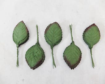 50 feuilles de rose à pointe marron vert foncé (taille 6)