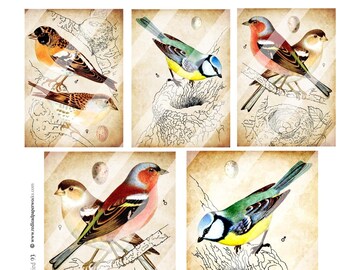 Digital Bird 93 Collage Sheet