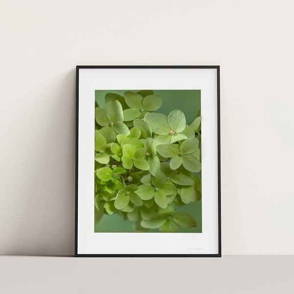 Hydrangea No. I, farbiger Fotografie Druck/Poster