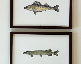 Four Fish Art Prints Small Mouth Bass, Walleye, Northern Pike, Muskie