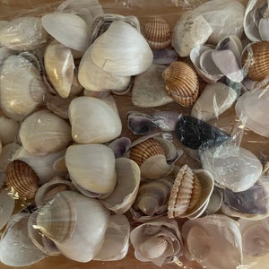May include: A collection of seashells in various shapes, sizes, and colors, including white, brown, and purple. The shells are arranged in a plastic bag, creating a natural and beachy aesthetic.