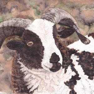 Jacob es Sheep Grußkarten-6 mit Umschlägen-Original Aquarellmalerei