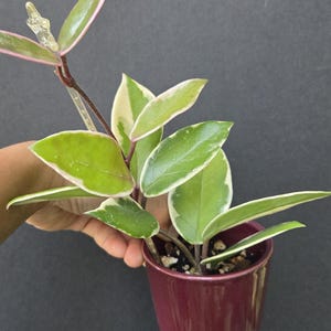 May include: A Hoya carnosa Krimson Queen plant with variegated green and cream leaves featuring pink edges, planted in a deep burgundy ceramic pot. The plant has multiple stems extending upwards and outwards with smooth, pointed, waxy foliage.