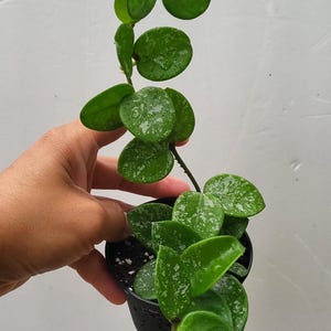 Hoya Mathilde Splash with trellis in 2.5&quot; starter pots