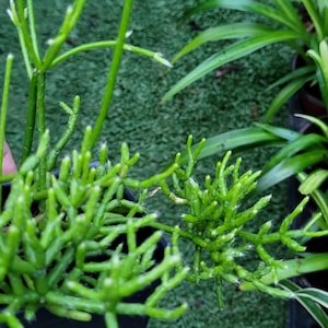 Rhipsalis Cereuscula