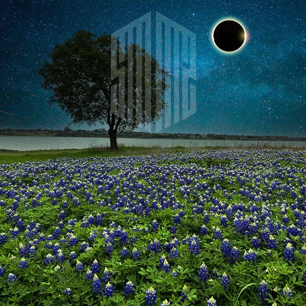 The Texas Bluebonnet Solar Eclipse | 60x60" Square Image