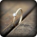 see more listings in the Rings section