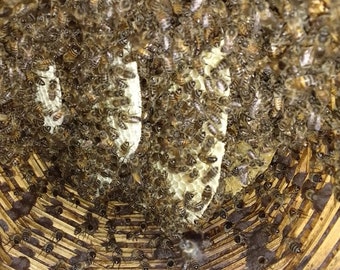 Marokkanischer Inzerki-Honig, das älteste/größte Bienenhaus der Welt mit 3000 Bienenstöcken. Bereitstellung von rohem, biologischem und natürlichem Honig verschiedener Arten.