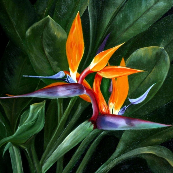 Oil on Stretched Canvas Size 16 x 24 Bird of Paradise Mexico Native Plant Color Orange, Purple and Red Ready to Hang