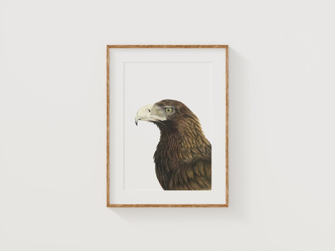 Bruno - Wedge-tailed Eagle Fine Art Print - Etsy