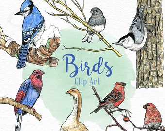 Bird Clip Art - Ink, Watercolour, Pencil Crayon Illustrations - Downloadable digital PNG files