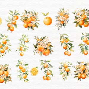 May include: Watercolor illustrations of oranges and orange blossoms. The image features multiple arrangements of whole oranges, orange slices, and branches with green leaves and white flowers. The artwork has a soft, watercolor texture and a bright, cheerful color palette.