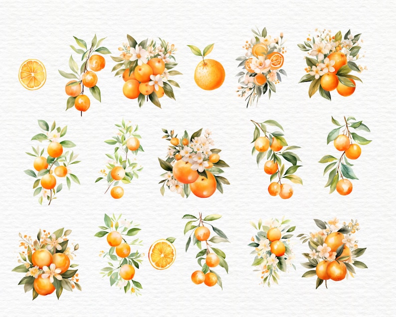 May include: Watercolor illustrations of oranges and orange blossoms. The image features multiple arrangements of whole oranges, orange slices, and branches with green leaves and white flowers. The artwork has a soft, watercolor texture and a bright, cheerful color palette.
