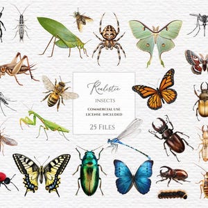 May include: A collection of watercolor illustrations of various insects, including butterflies, beetles, and bees. The image features a variety of colors and details, with the text "Realistic Insects" and "25 Files" in the center.