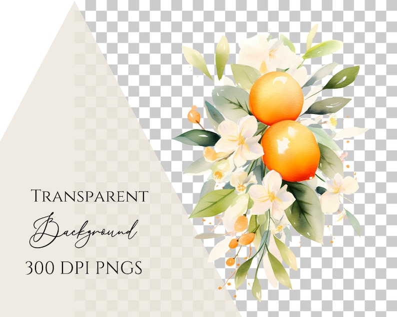 May include: Watercolor illustration of a floral arrangement featuring two bright orange fruits, white blossoms, and green leaves. The text "TRANSPARENT Background 300 DPI PNGS" is displayed in the image.