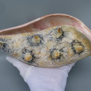 May include: A large, white seashell with a pink interior and a textured surface. The shell has several small, pointed protrusions.