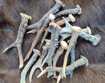 Set of 14 natural organic deer antler dog chew toy treat. Roebuck deer roe deer antlers.