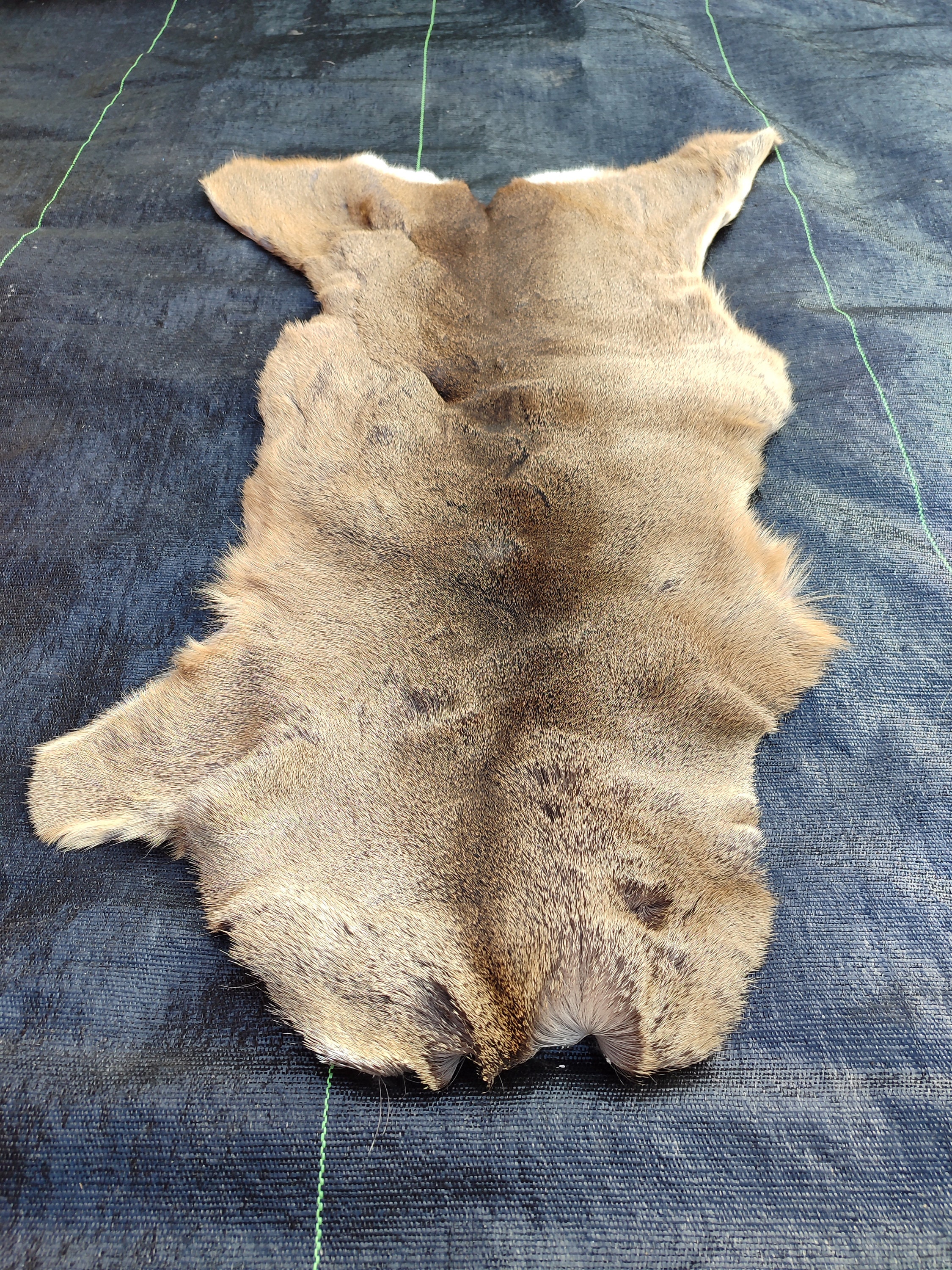 Roebuck Deer Skin Roe Deer Skin Hide Fur Soft Area Rug Carpet Fluffy ...