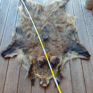 Large wild boar skin hide pelt fur area rug natural real area carpet. Hunting decor. Taxidermy house floor or wall hanging decoration.