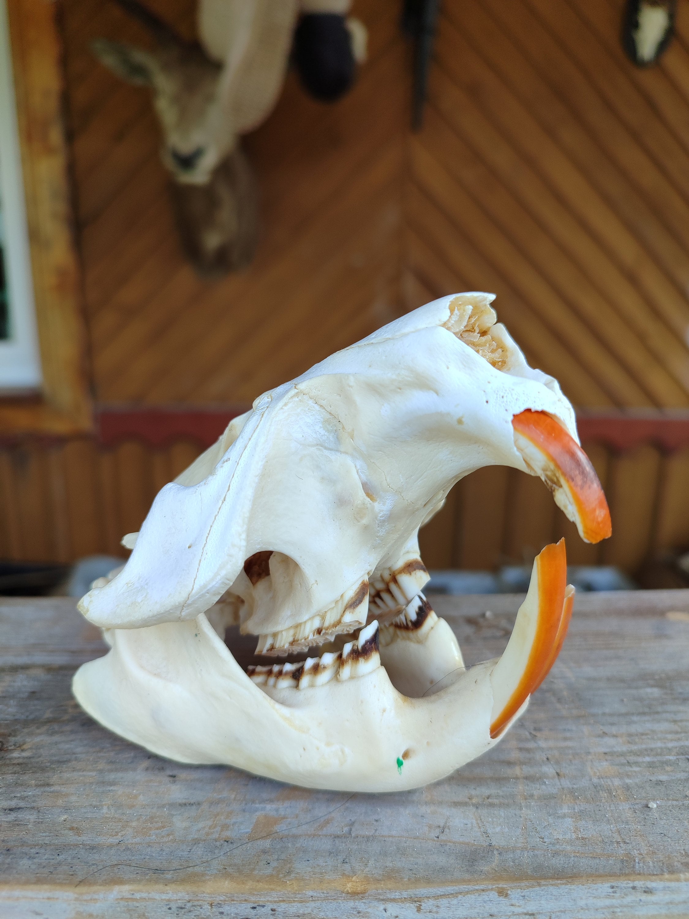 ハリネズミ 剥製 骨格標本 頭骨 ハリネズミ 剥製 骨格標本 頭骨