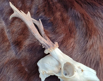 Real natural roebuck deer, roe deer skull antlers head bone taxidermy