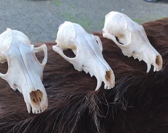 Set of 3 wild Red Fox skull head bone taxidermy. You are buying 3 skulls upper part as seen in the photography.