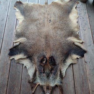 Groot vloerkleed met huid van wilde zwijnen, natuurlijk echt tapijt. Jachtdecor. Opgezette huis vloer- of wanddecoratie.