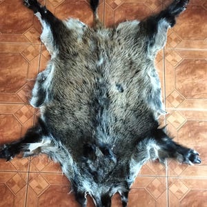 大型ヨーロッパ産イノシシ皮皮毛皮エリアラグ天然本物ロット。狩猟用装飾。剥製家の床または壁掛け装飾。