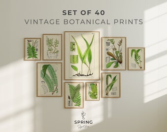 40 Vintage Fern Botanical Prints | Botanical Wall Art | Botanical Wall Prints | Vintage Prints | Flora Wall Art | Botanical Gallery Wall Set