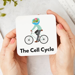 May include: A white coaster featuring a cartoon illustration of a person riding a bicycle. The person's head is a cell with a nucleus, cytoplasm, and other organelles. The text "The Cell Cycle" is printed in black below the illustration.
