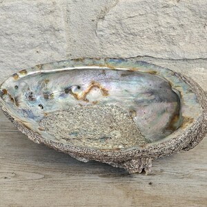 May include: An oval-shaped, iridescent abalone shell bowl. The interior shimmers with blues, greens, and golds, while the exterior has a textured, rough appearance. The bowl is resting on a wooden surface.