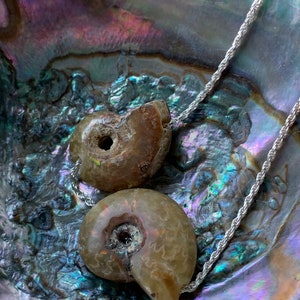 shell AMMONITE fossil pair sterling silver necklace