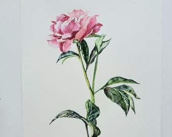 Pink Peony Original Botanical Watercolor Painting 8.5 x 12 inches by Amy Woods