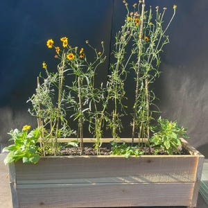 May include: A wooden planter box with a weathered grey finish. The planter is filled with soil and several plants with yellow flowers. The plants are growing up trellises.