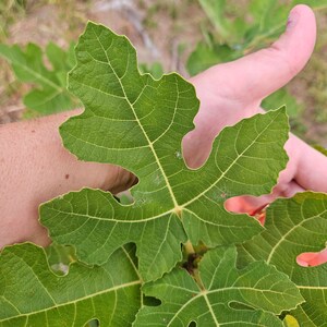 Fig Leaf Wine Vinegar - Homemade image 3