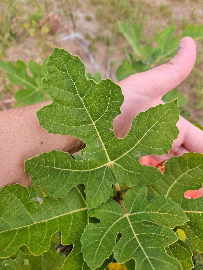 Fig Leaf Wine Vinegar - Homemade image 3