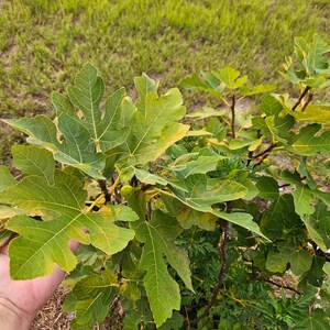 Fig Leaf Wine Vinegar - Homemade image 4