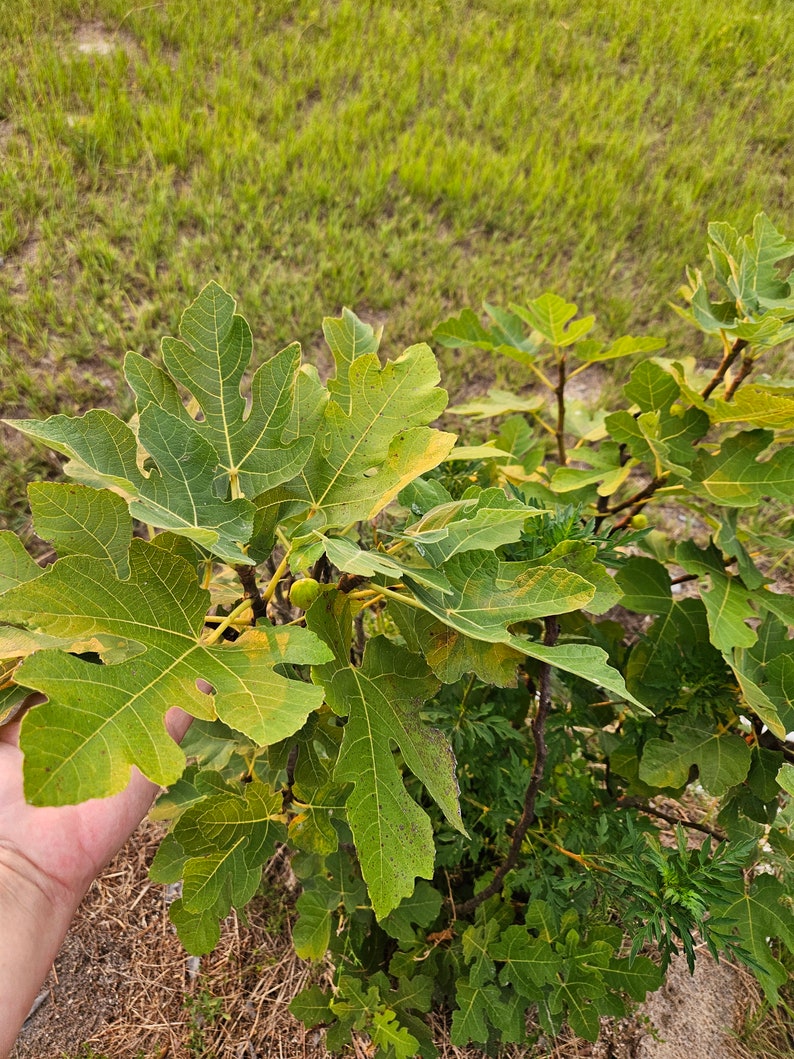 Fig Leaf Wine Vinegar - Homemade image 4
