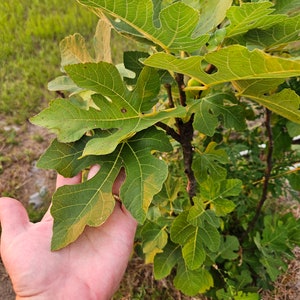 Fig Leaf Wine Vinegar - Homemade image 5